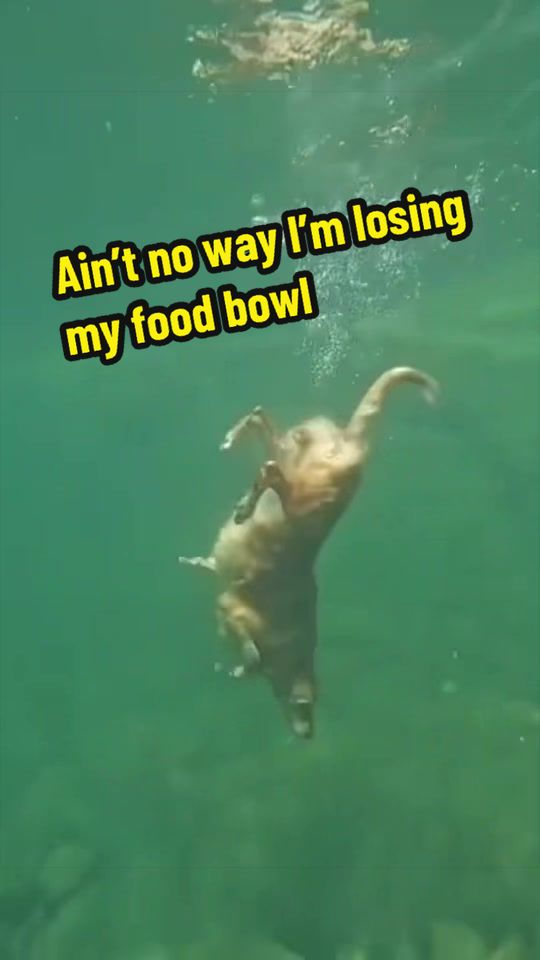 @Paw Stroy