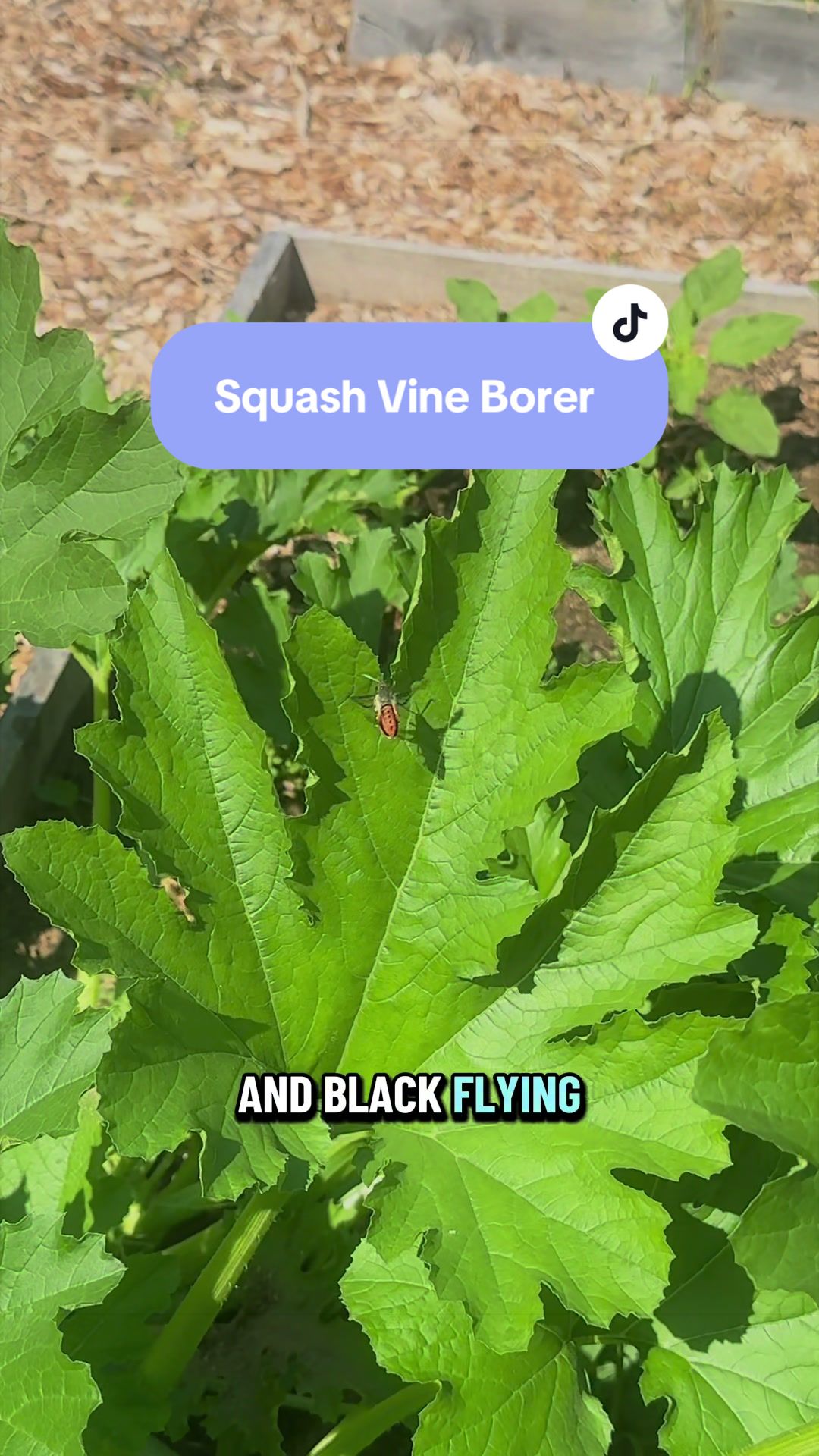 @Manica | zone 6a gardener