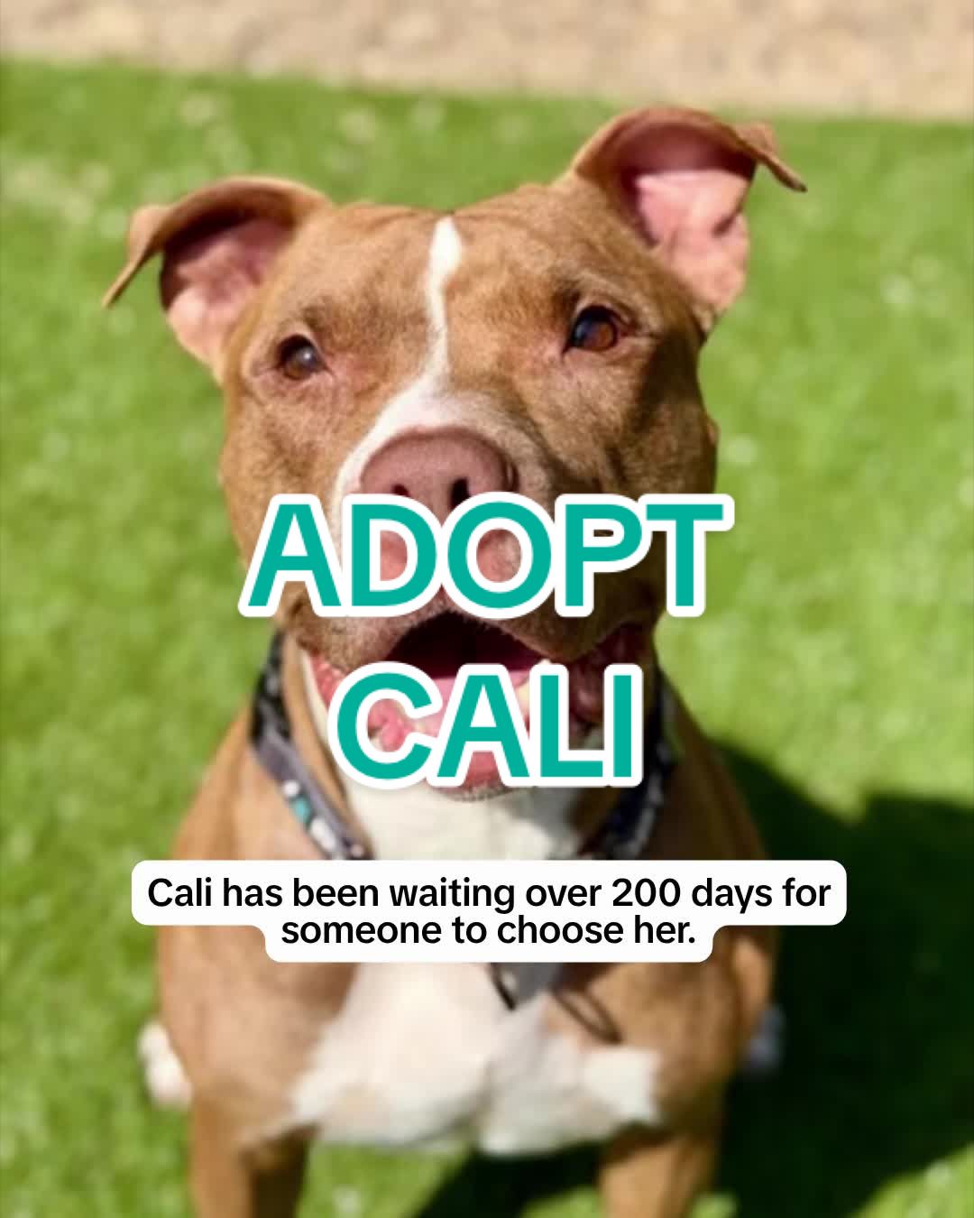 @Adopt a Pet