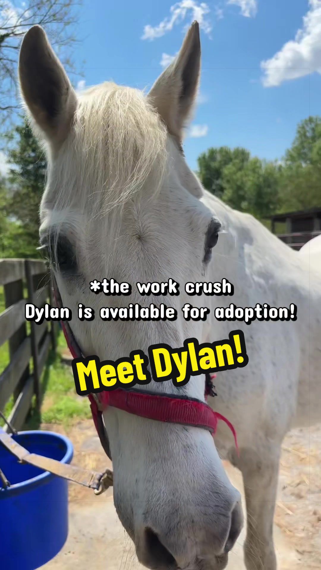 @Days End Farm Horse Rescue