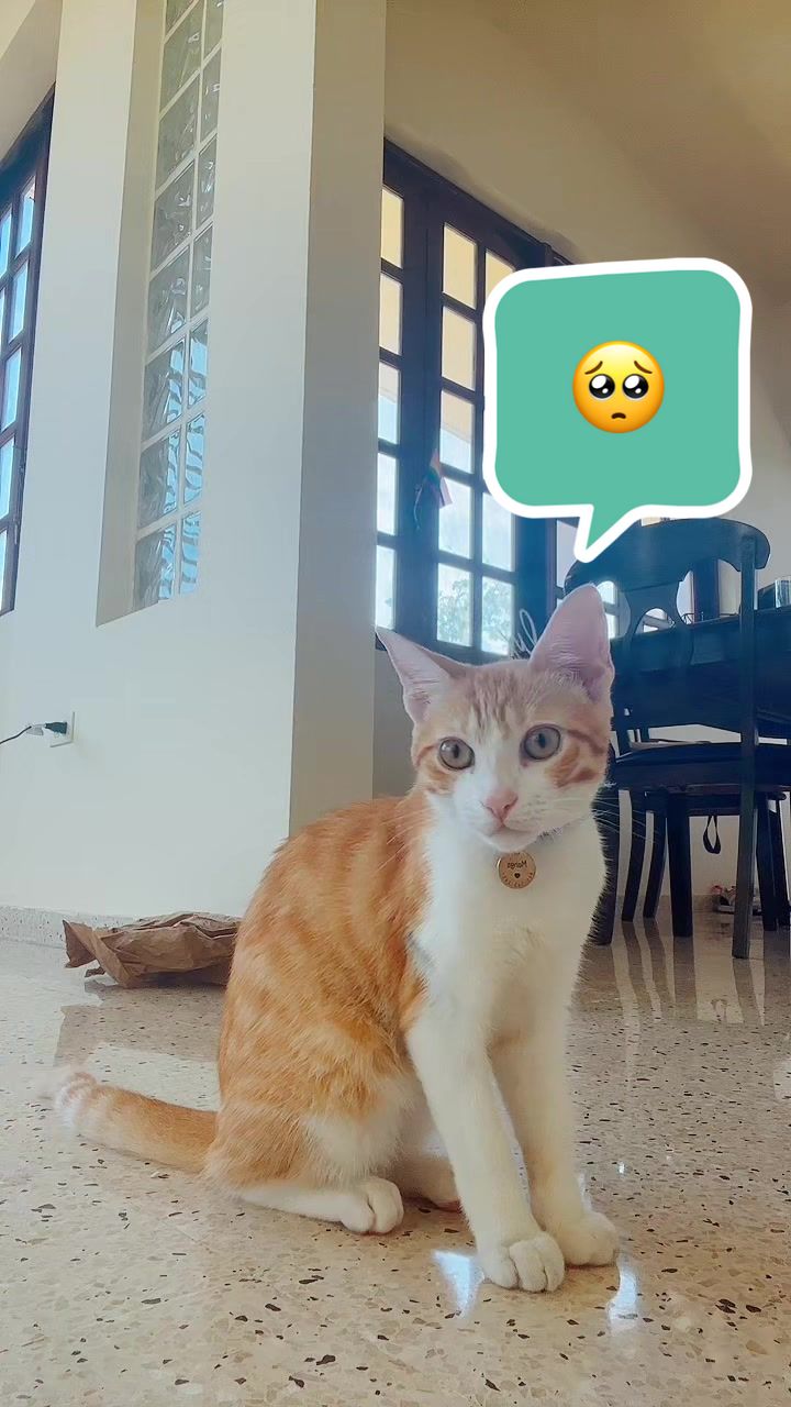 @The Fur Babies 🐈 🐈&zwj;⬛ 🐕