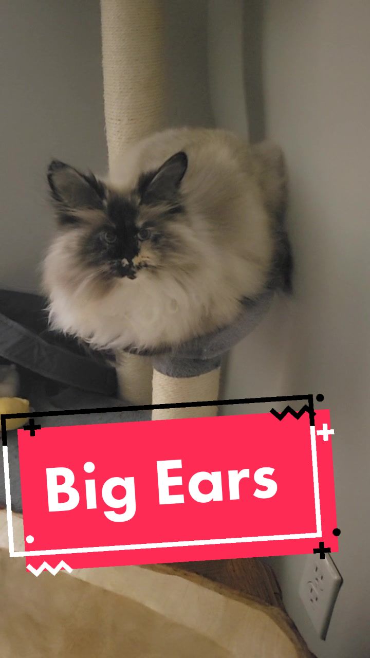 @CatWith