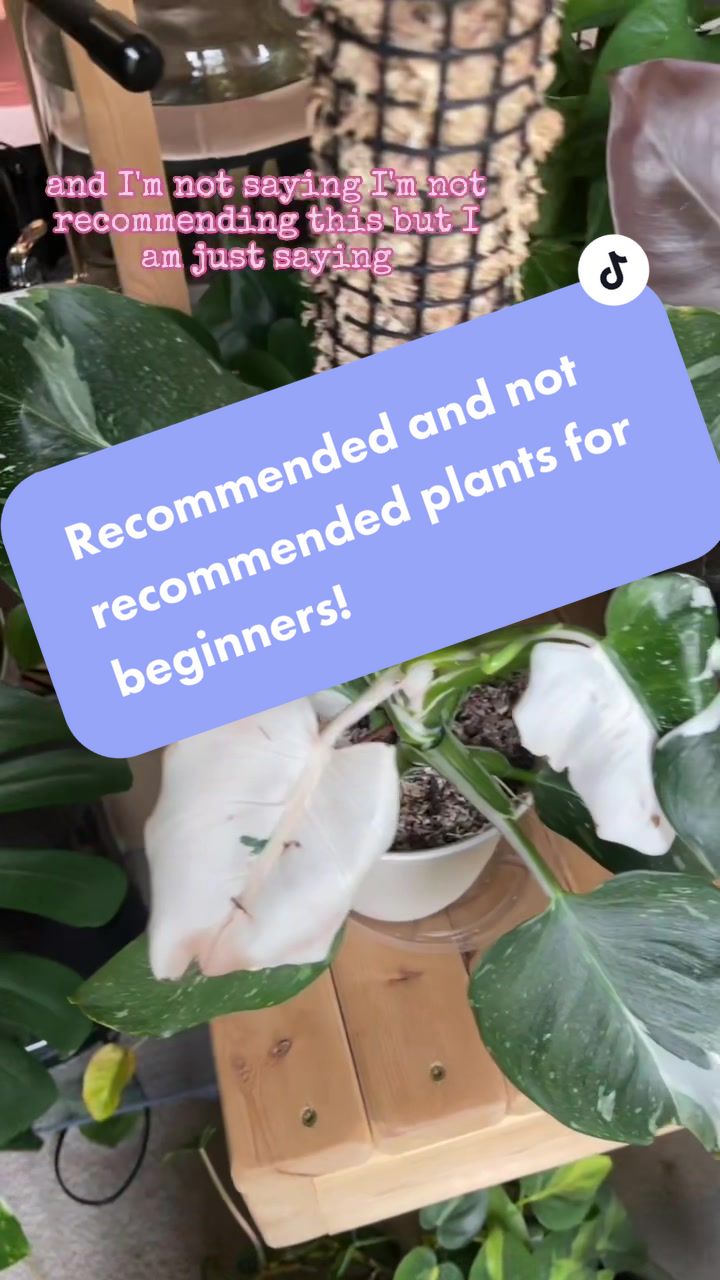 @plants 🌿