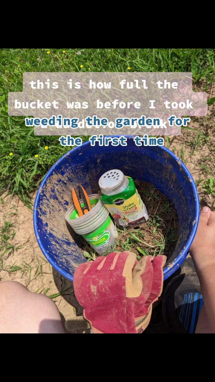 @Evie'sGarden