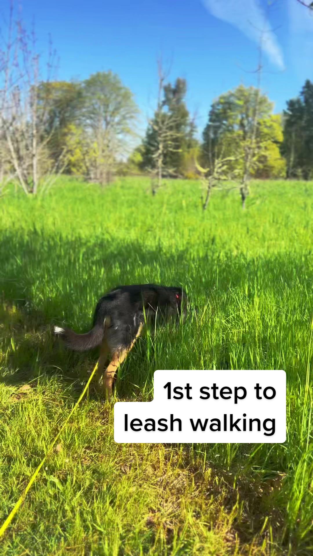 @lauren | dog behavior pro