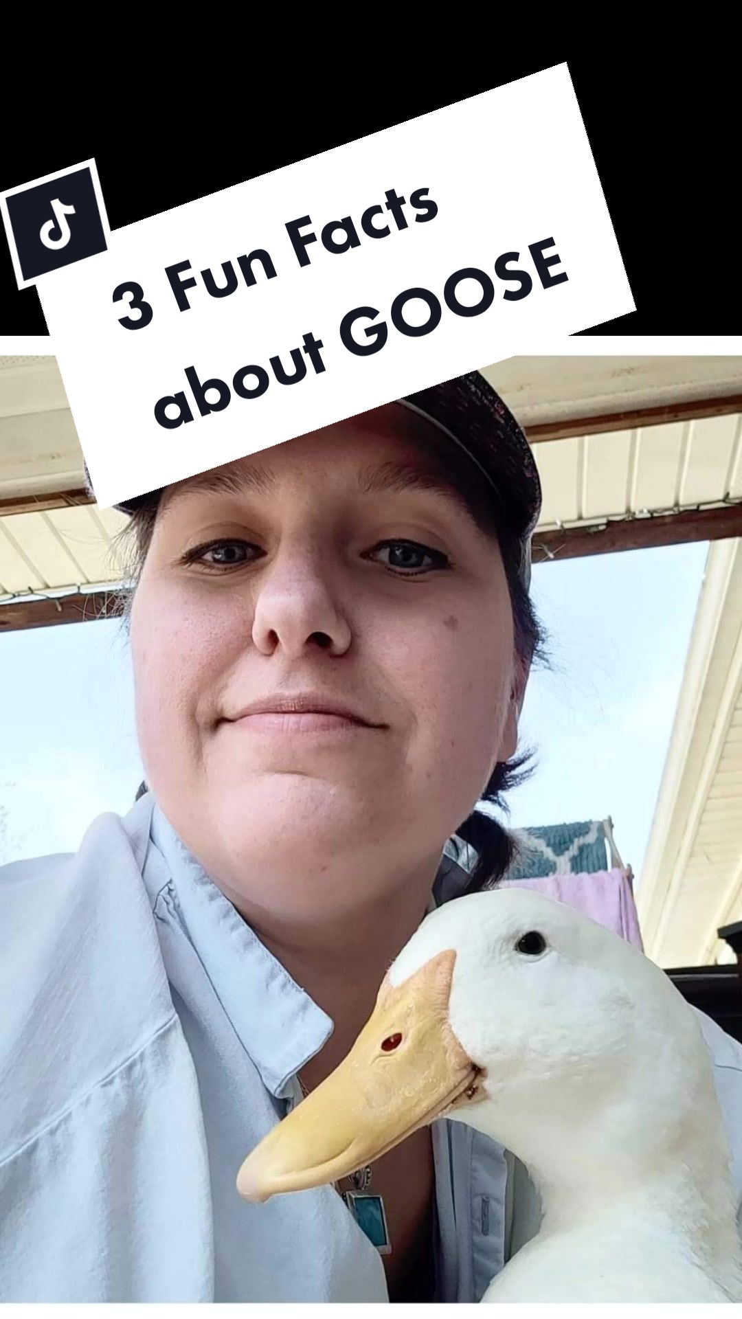 @aducknamedgoose