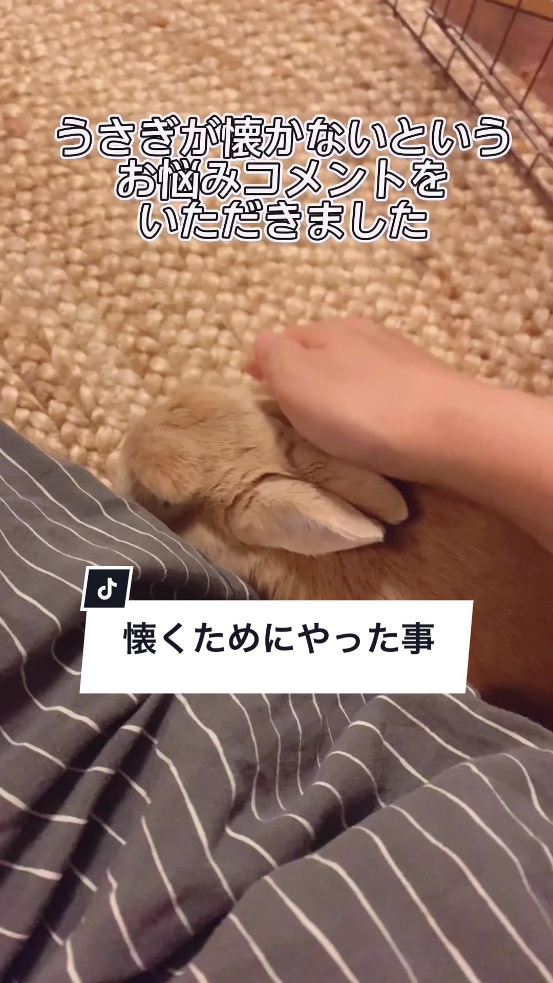 @うさぎと暮らす田中