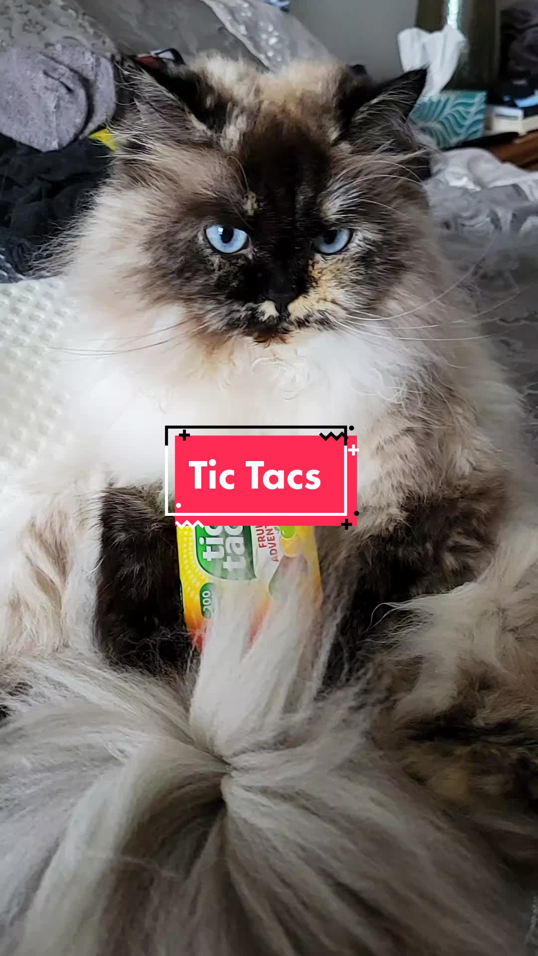 @CatWith