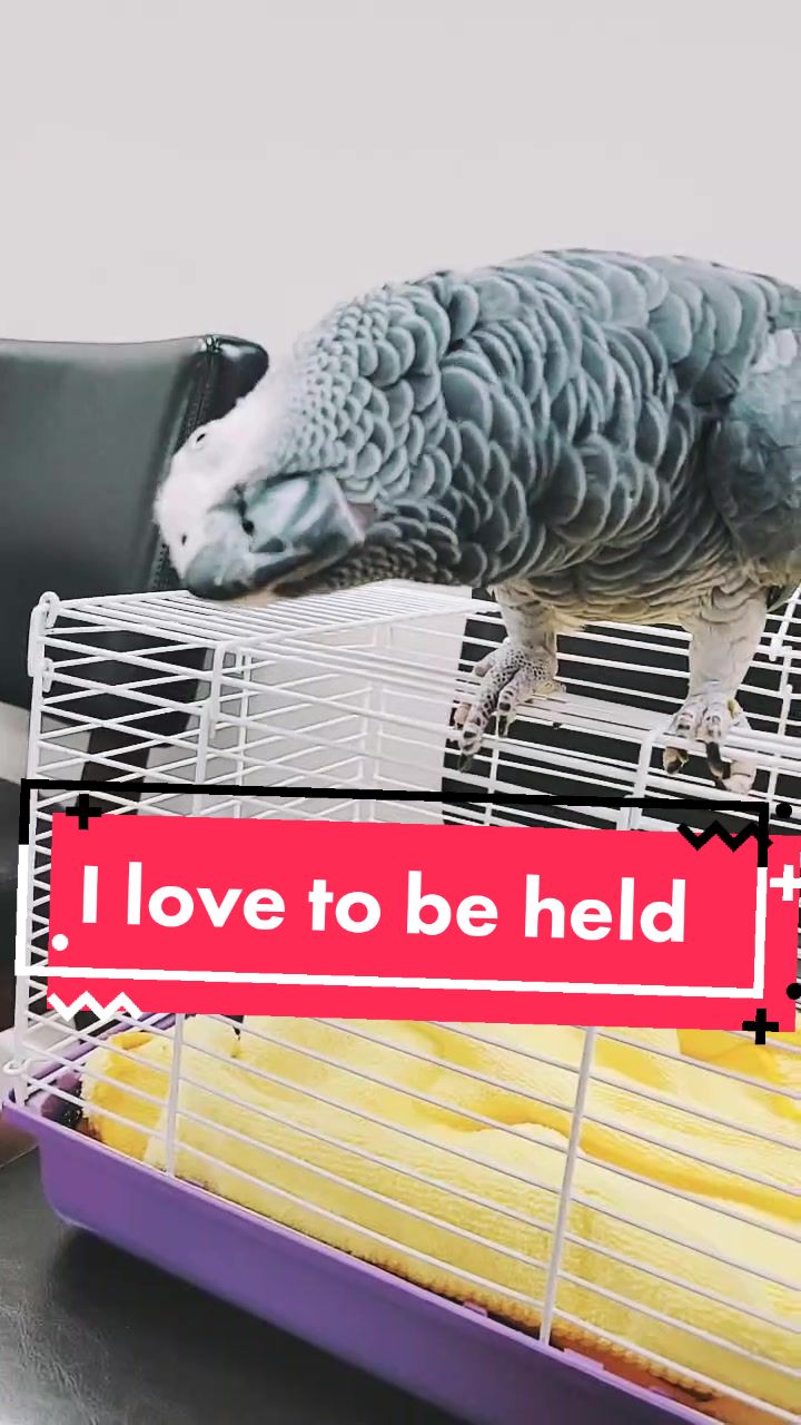 @Ben the bird