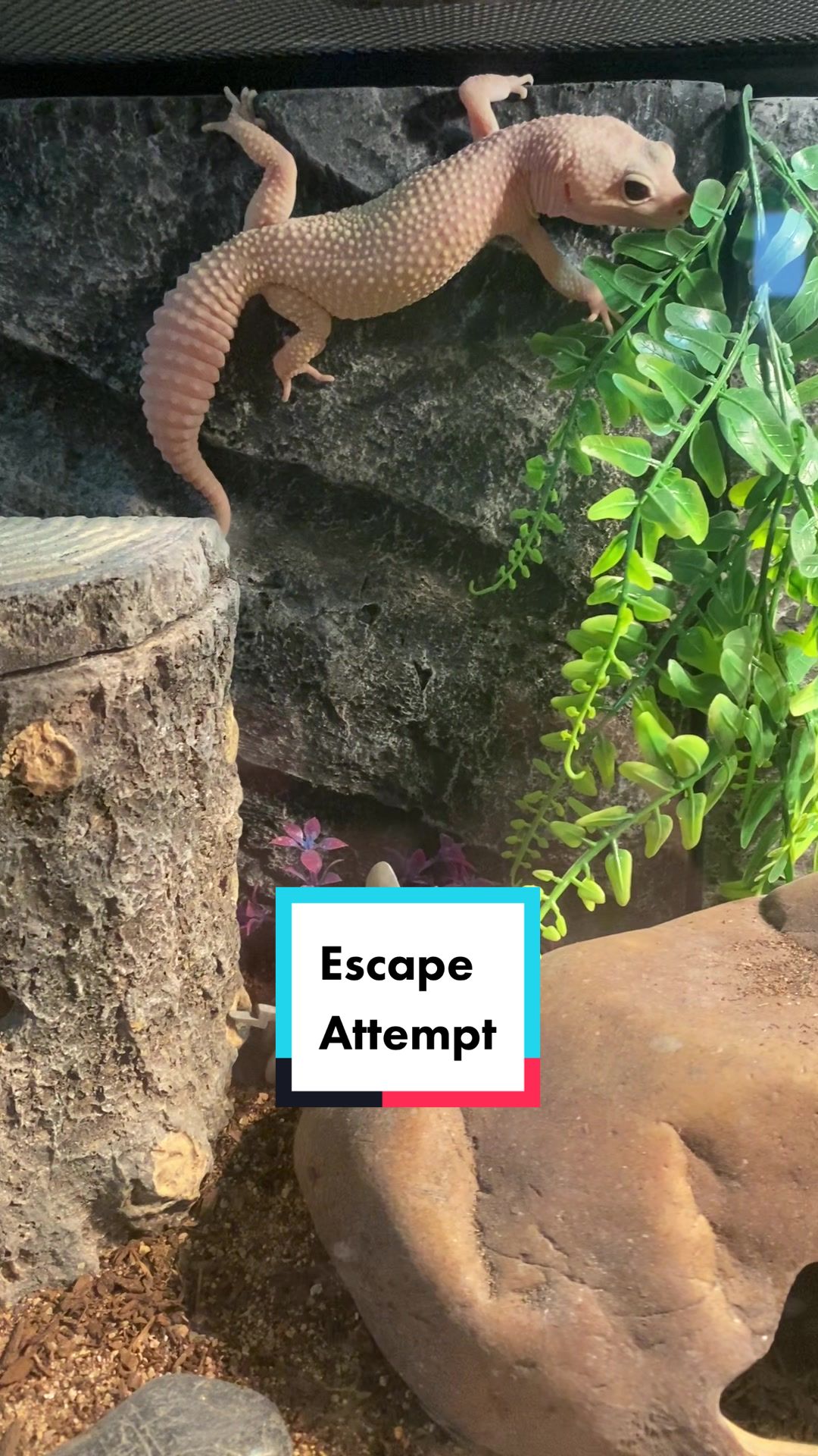 @The Critter Haus