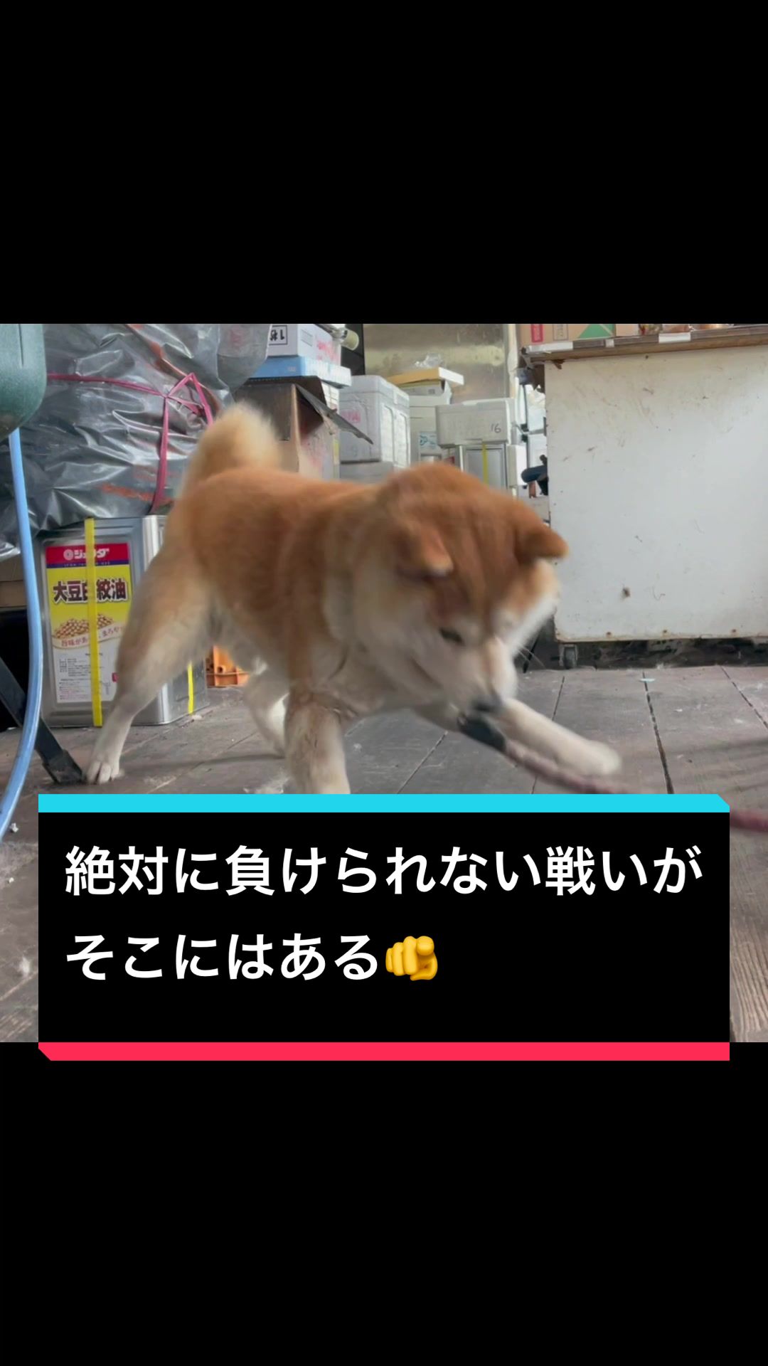 @🧿Mamidogs🧿
