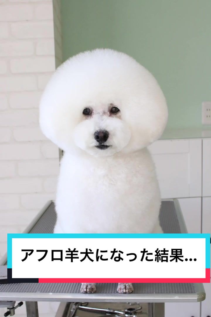 @ドッグアシル