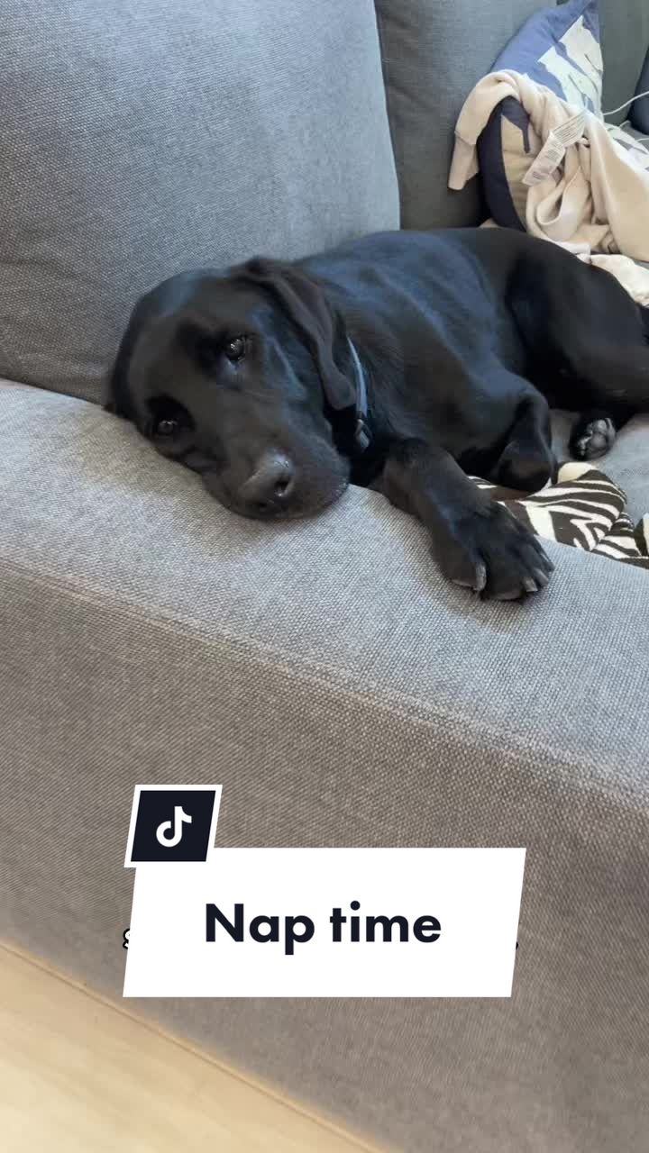 @Huxley Knox the Black Lab