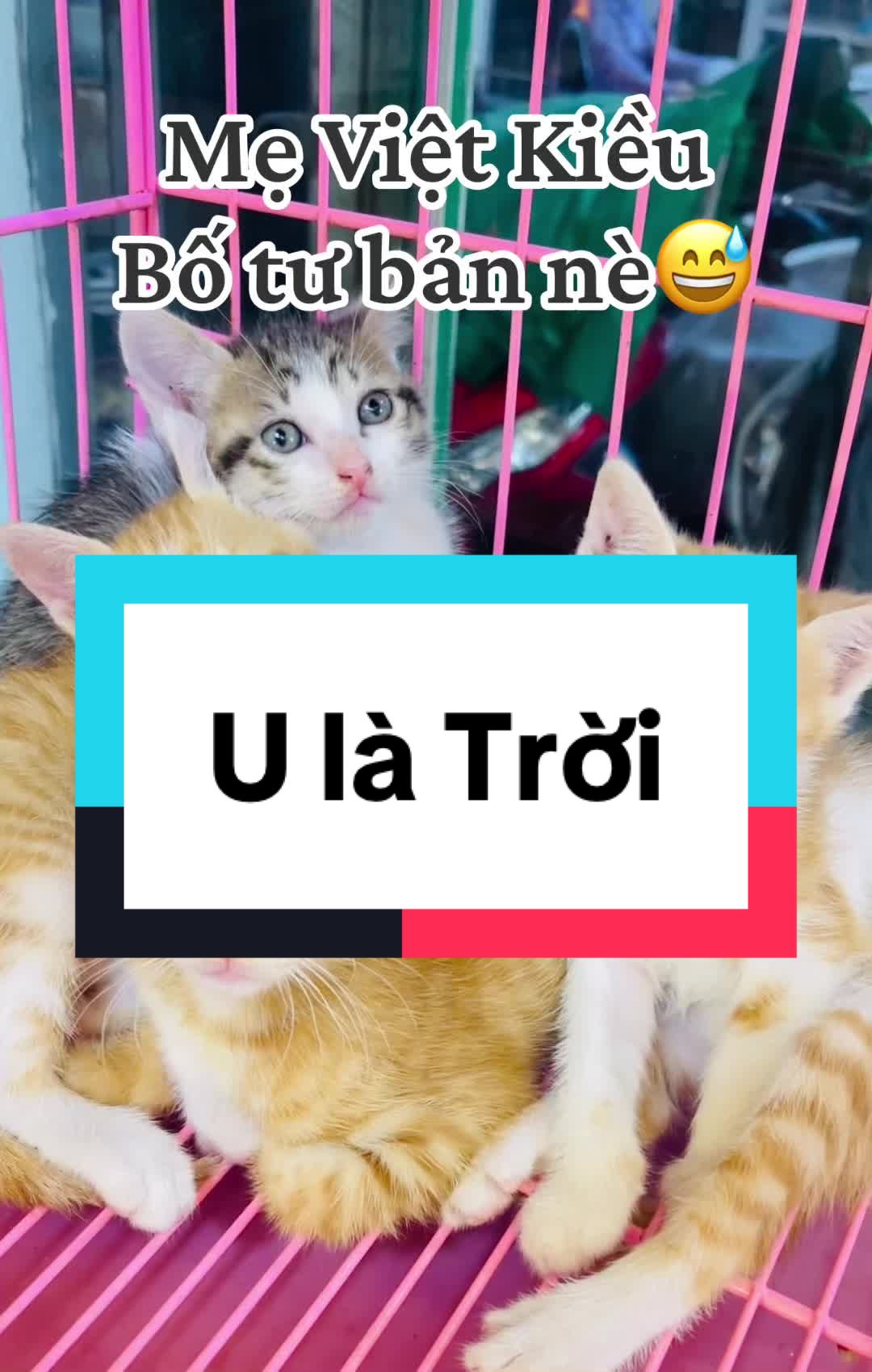 @THẾ GIỚI CH&Oacute; M&Egrave;O XINH😘