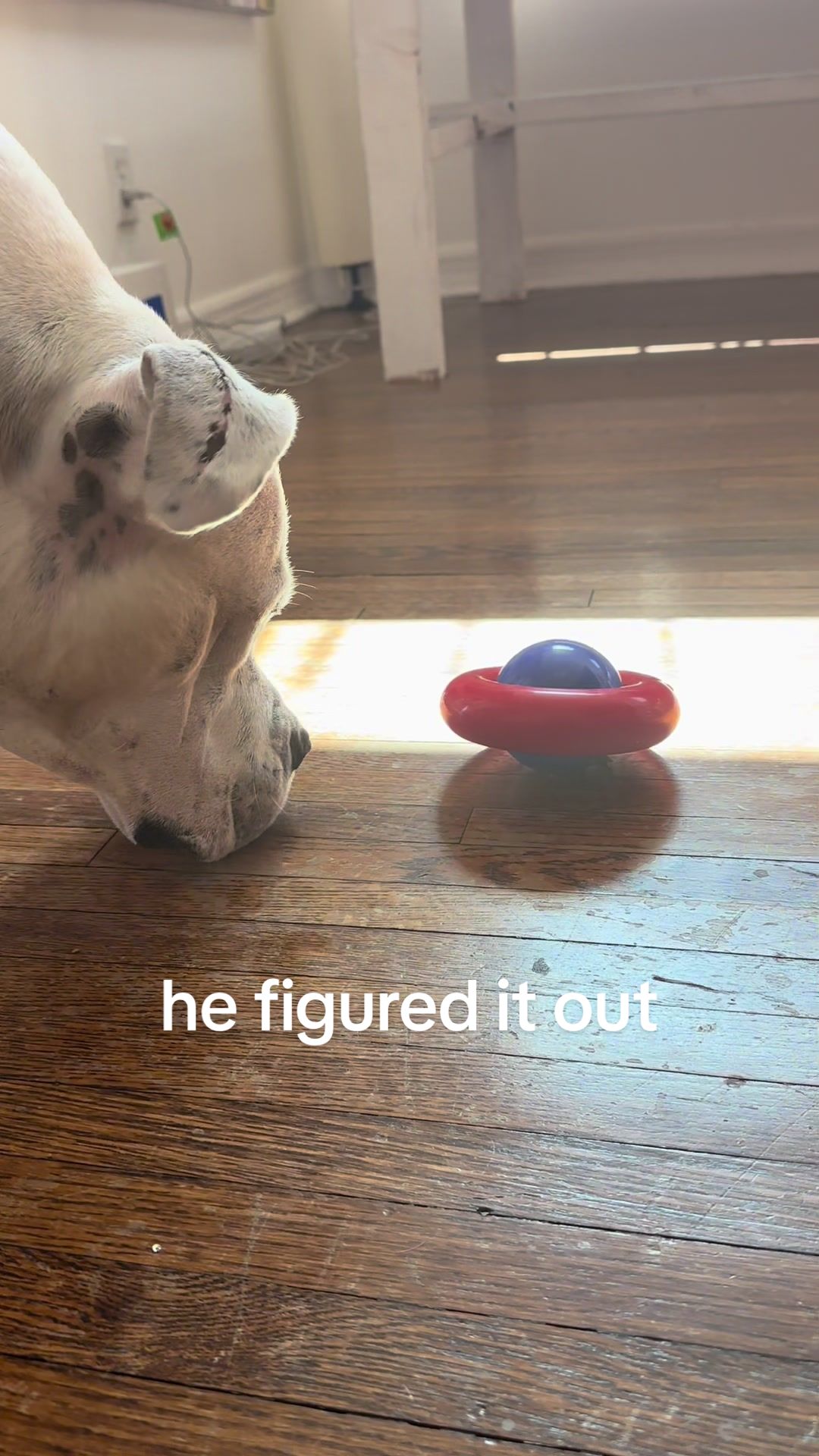 @bo