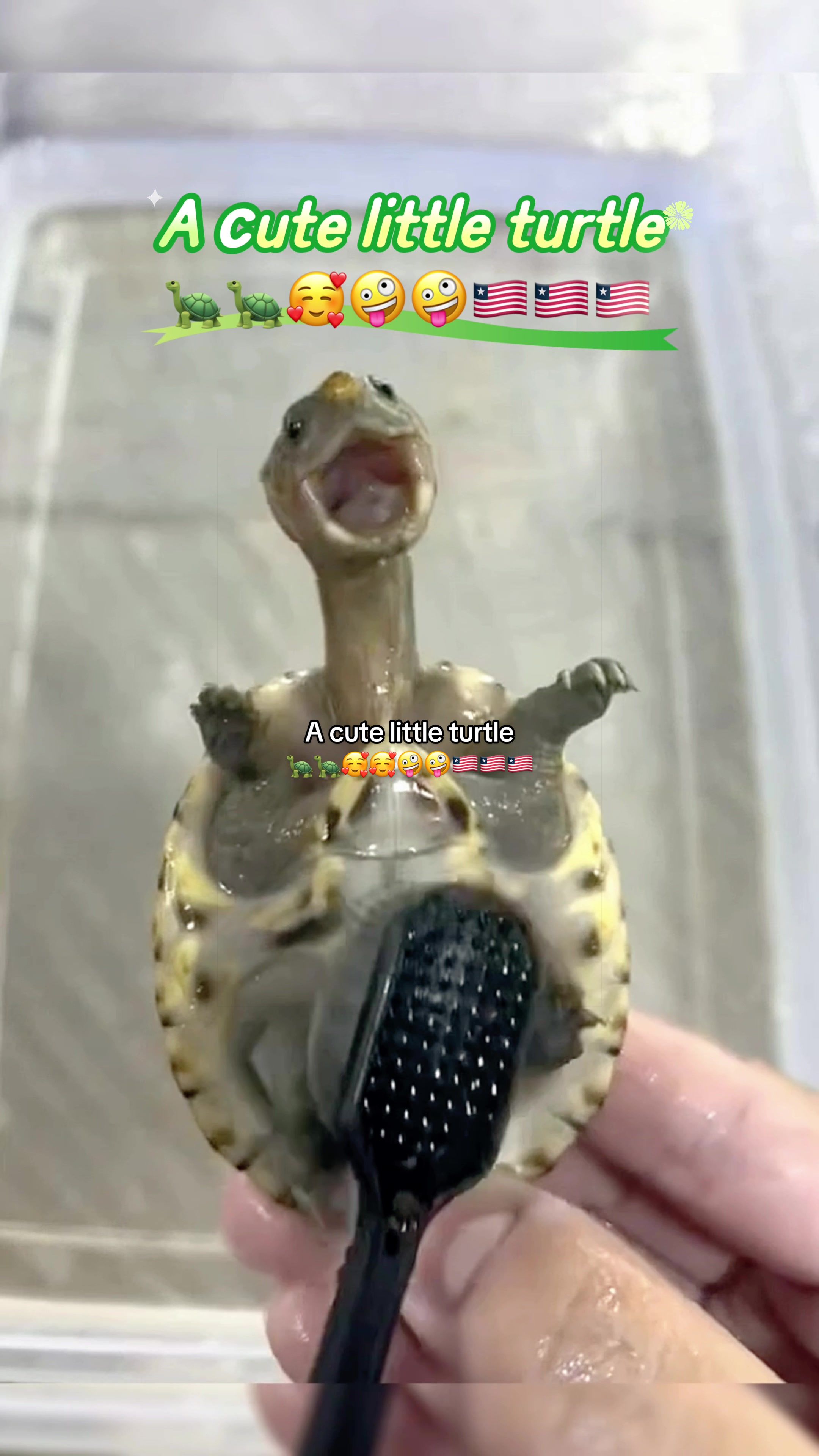 @Mr. Turtle