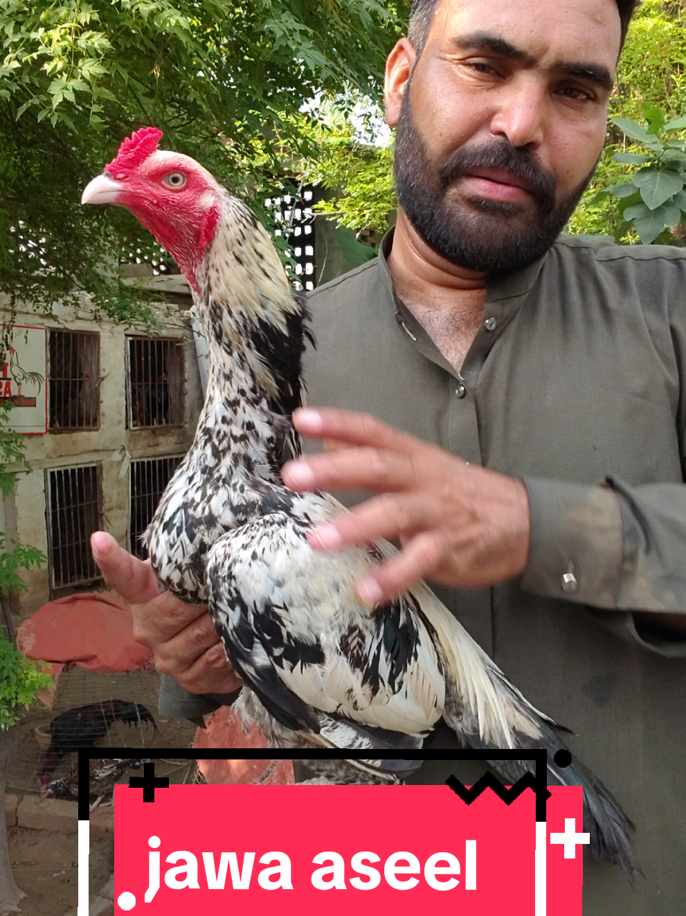 @faizan aseel farm 786