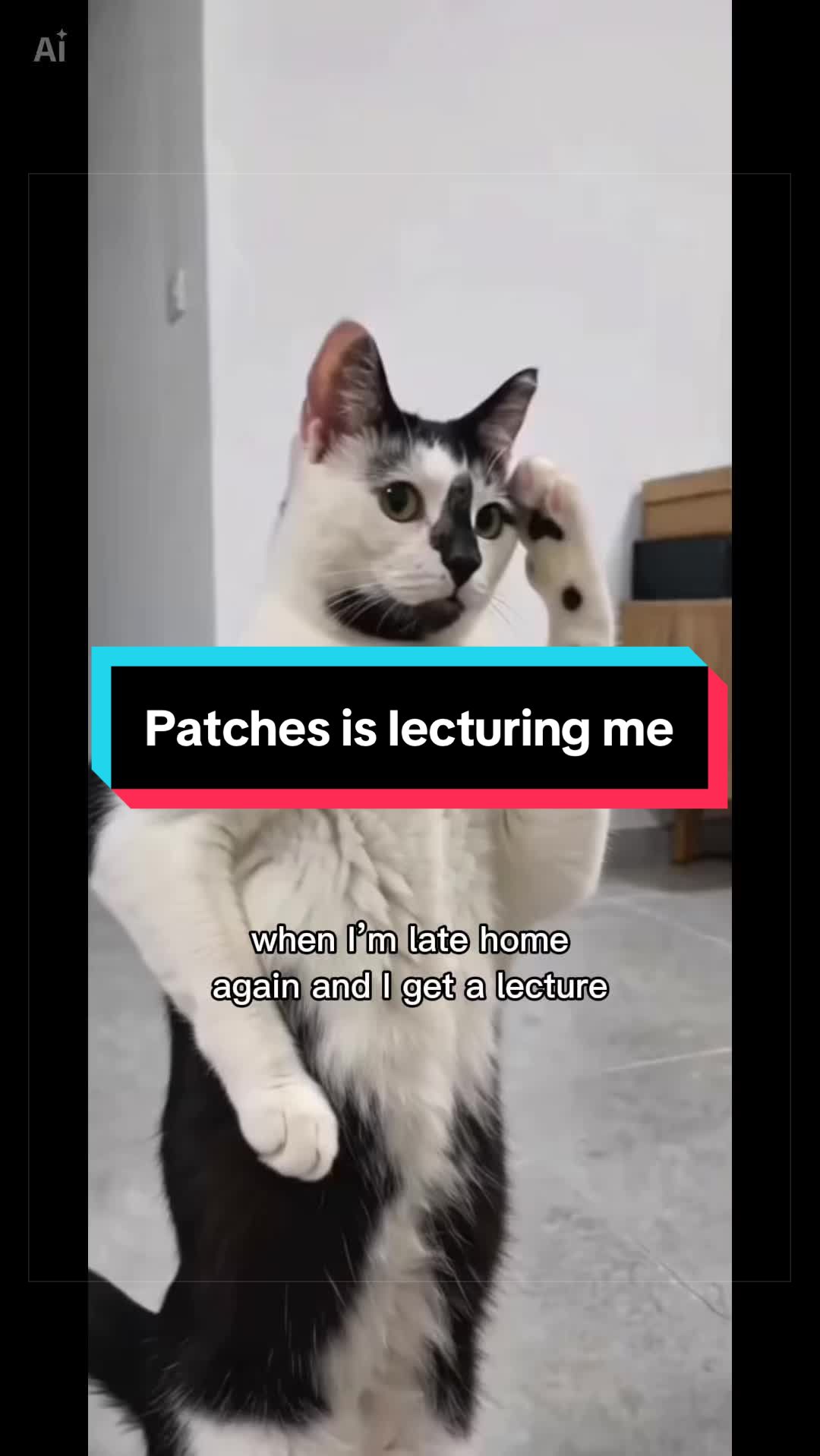 @catlover313official