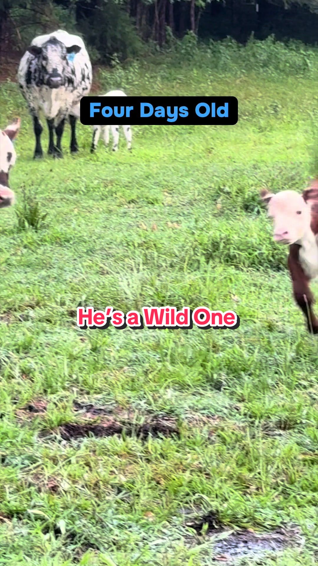 @Piney Bend Cattle