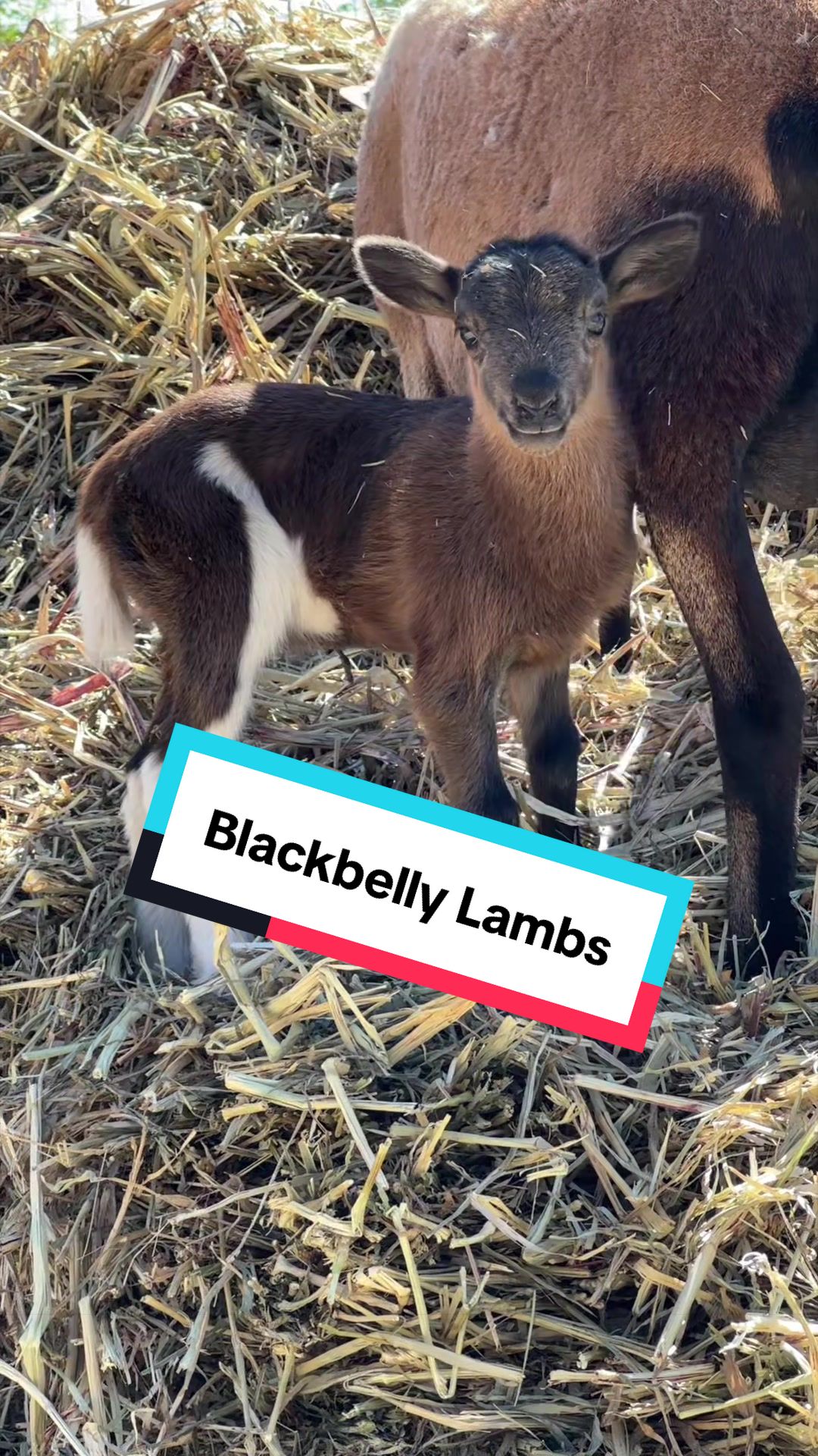 @cowboymax