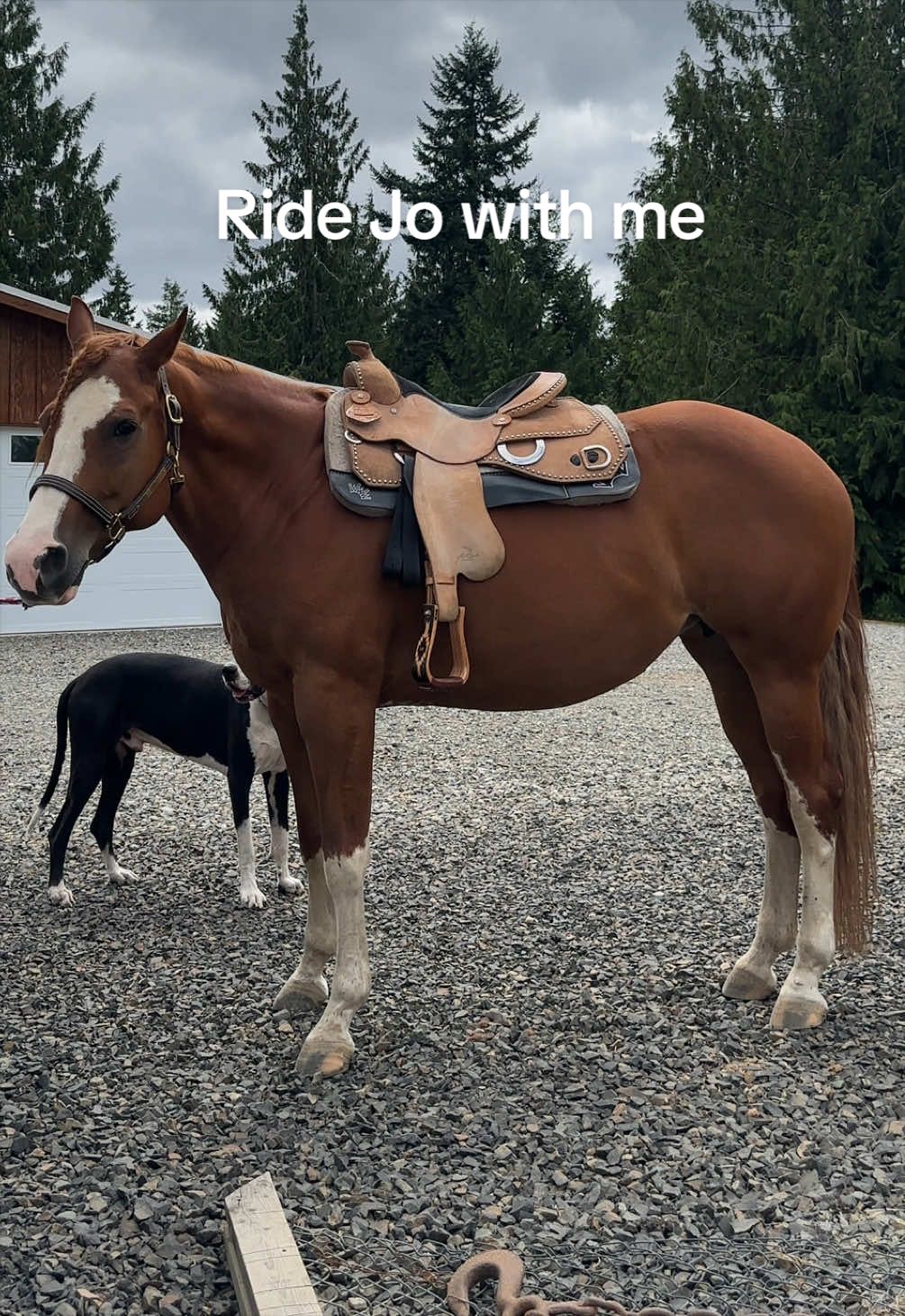@Cait | Red Mare Owner