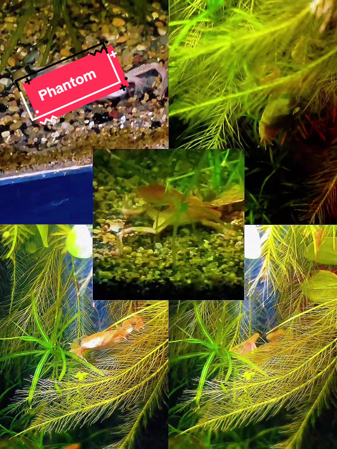 @FishTokMom