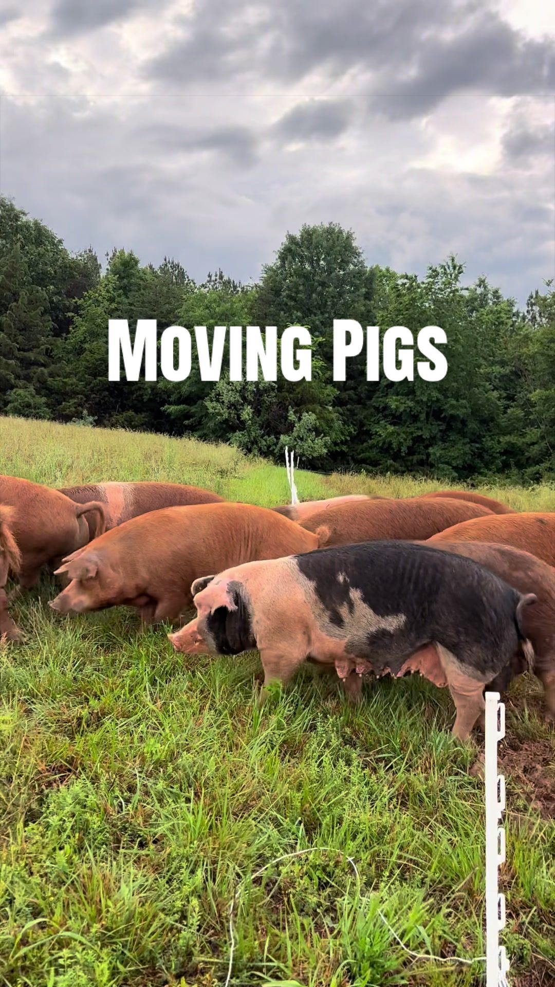 @Triple Oaks Farm