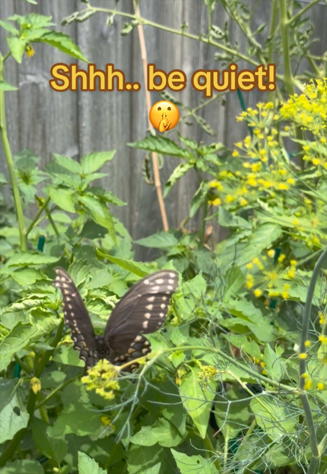 @Our Texas Garden | zone8b
