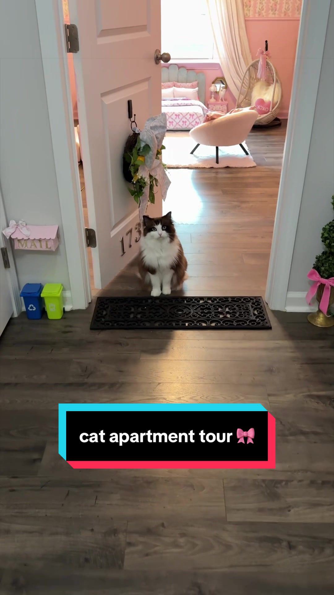 @Meredith Ragdoll Cat