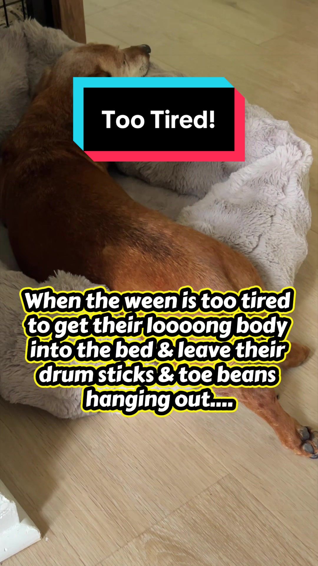 @dr.adam_christman_Veterinarian