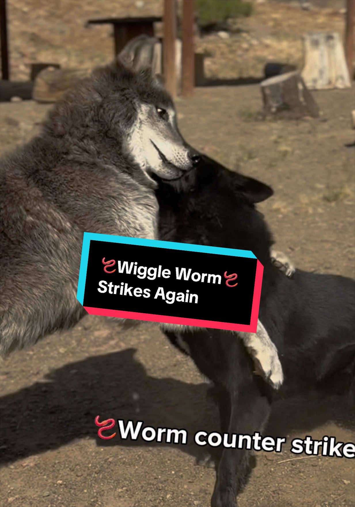 @ApexWolves