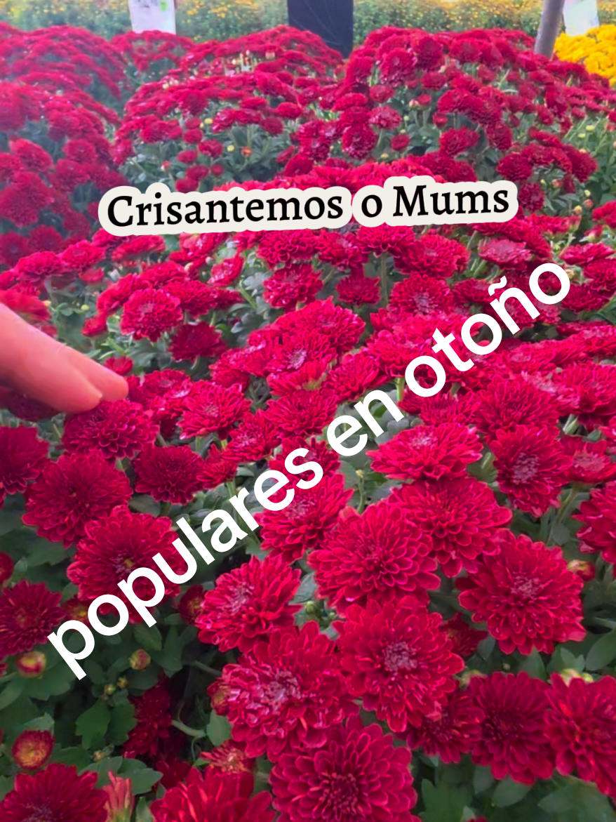 @Mi Rincón Favorito