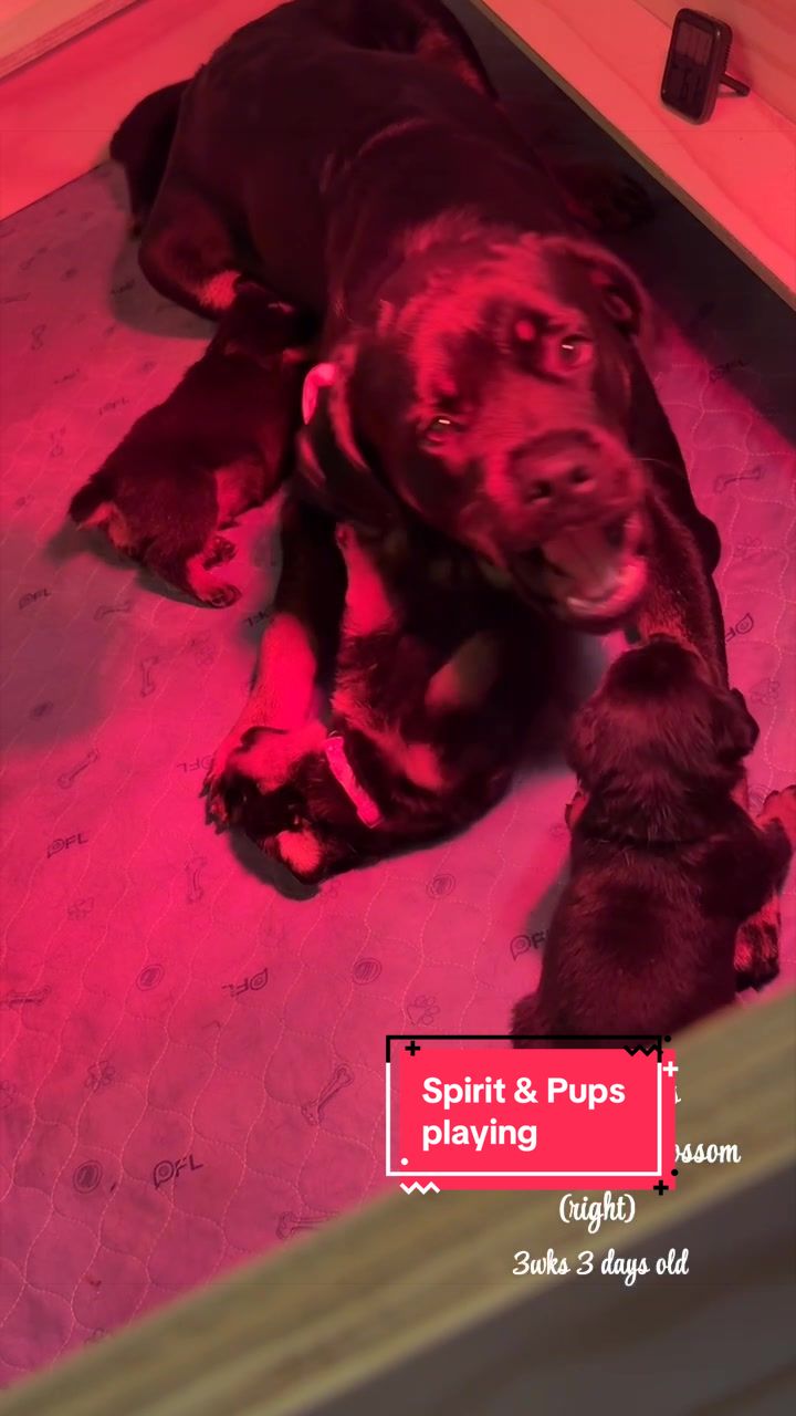 @Rott Karma Kennels LLC