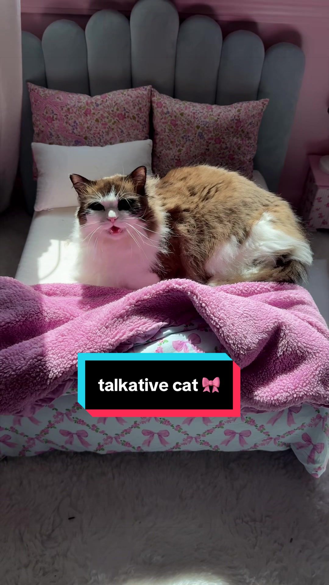 @Meredith Ragdoll Cat