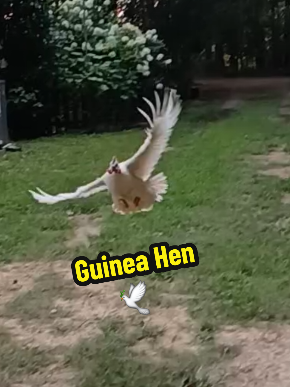 @Tony Alabama