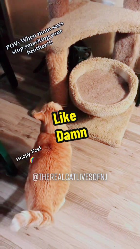 @🐾Therealcatlivesofnj 🐾