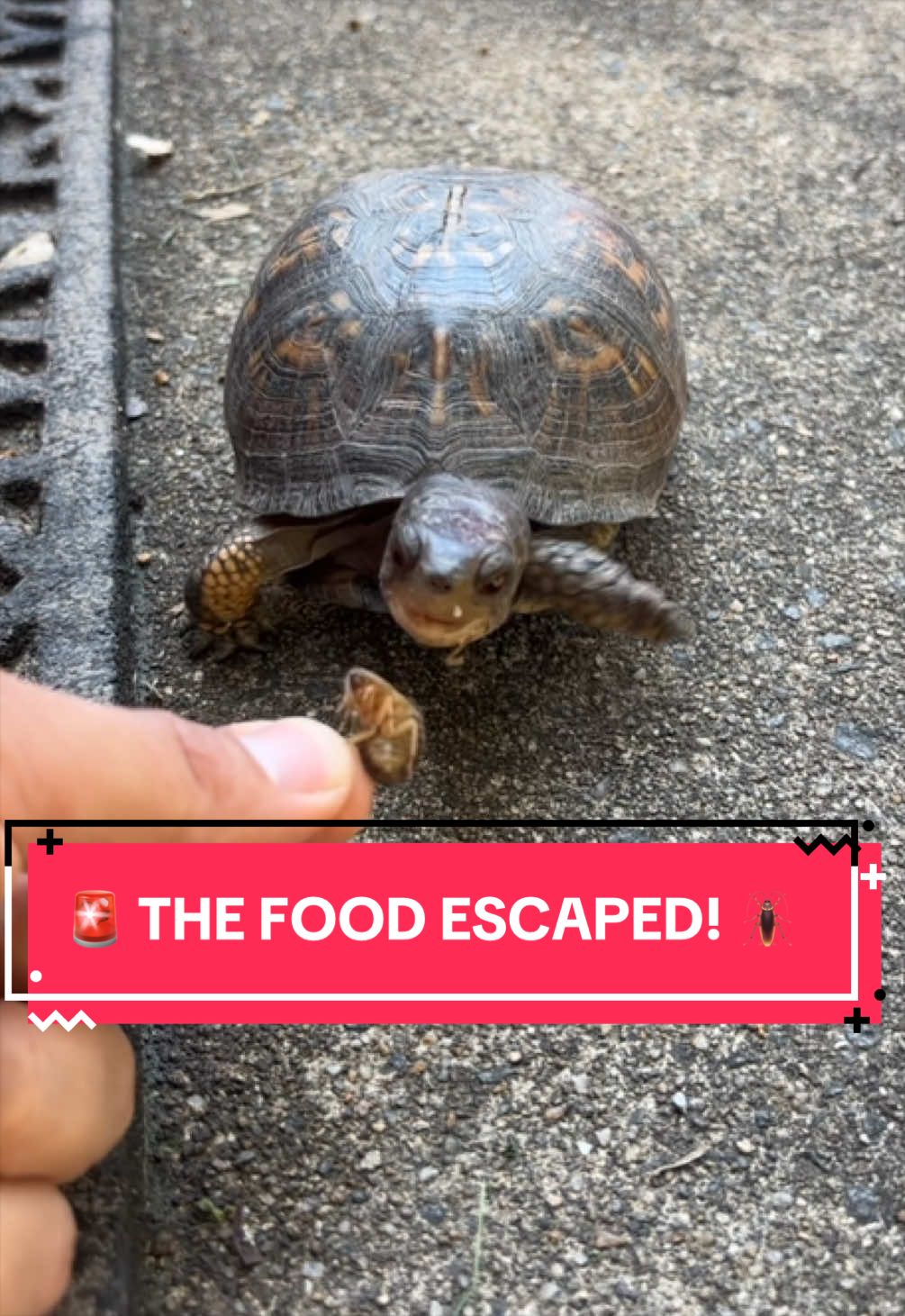 @Eastern Box Turtle