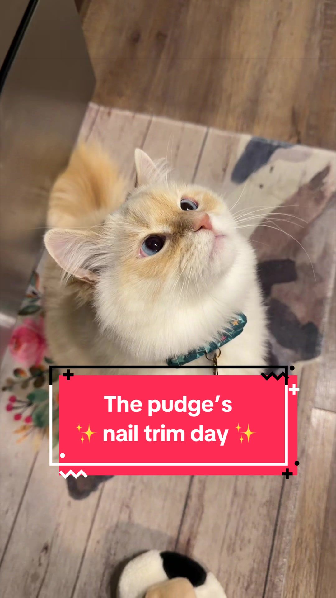 @jaredthecrosseyedcat