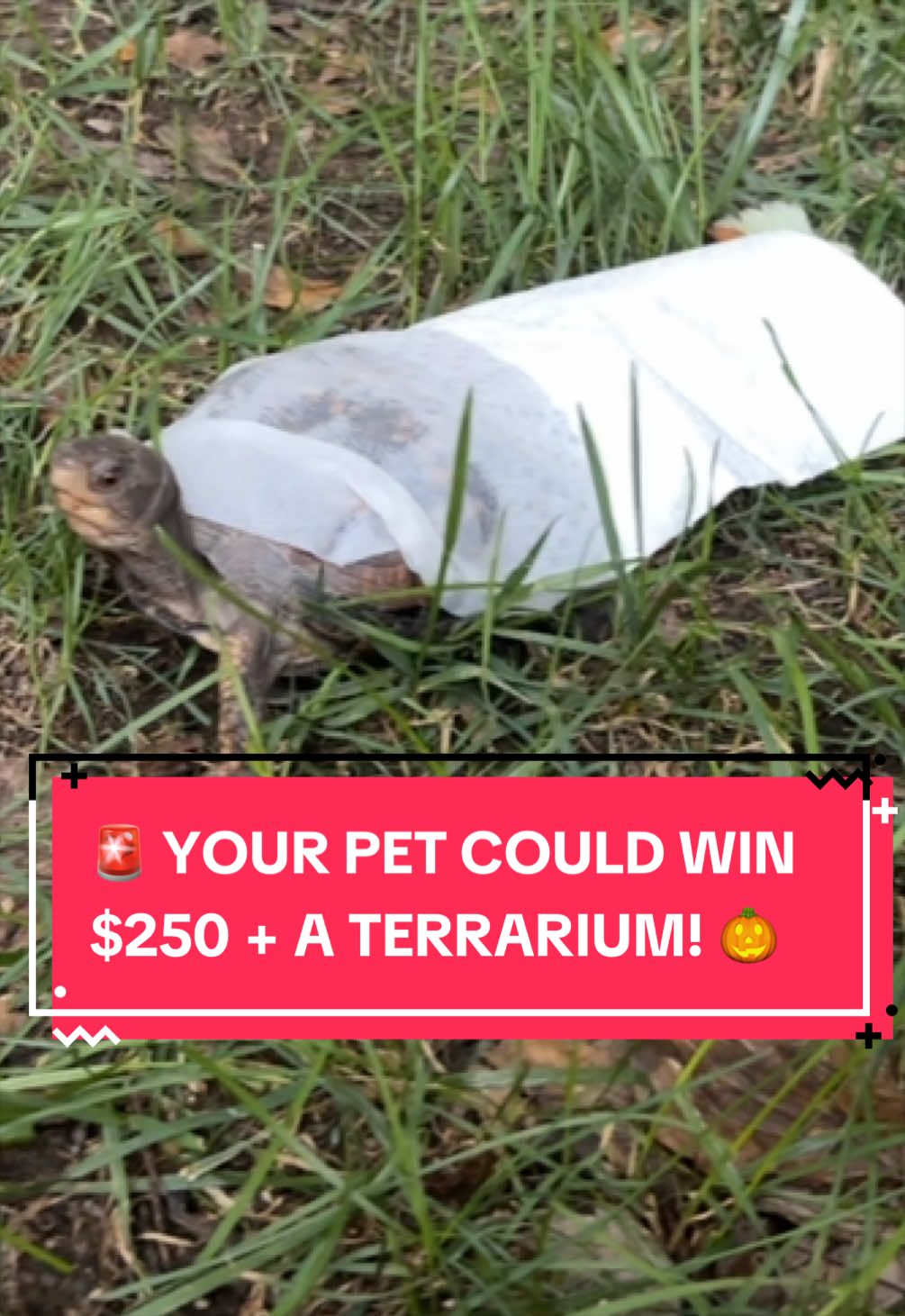 @Eastern Box Turtle