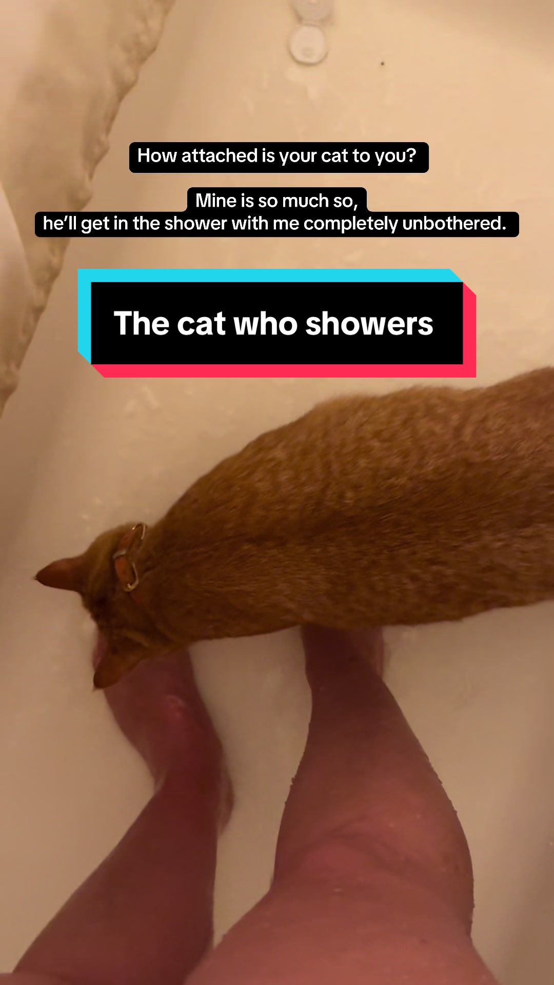 @DooDooCAT