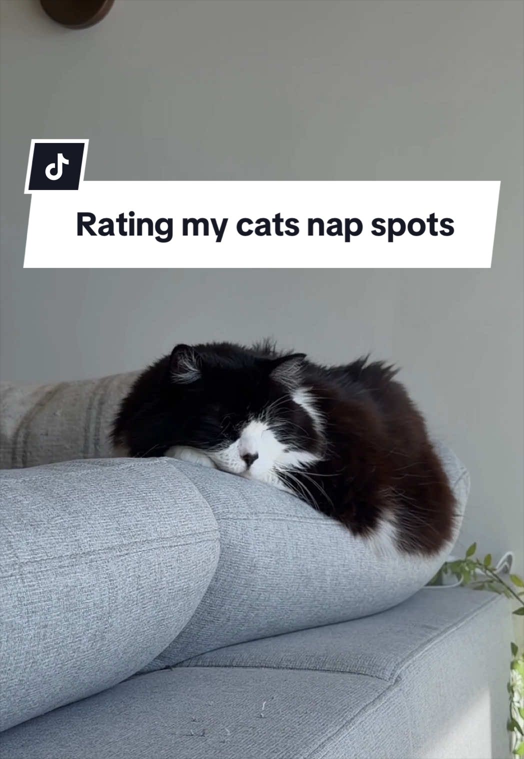 @Tuft & Paw
