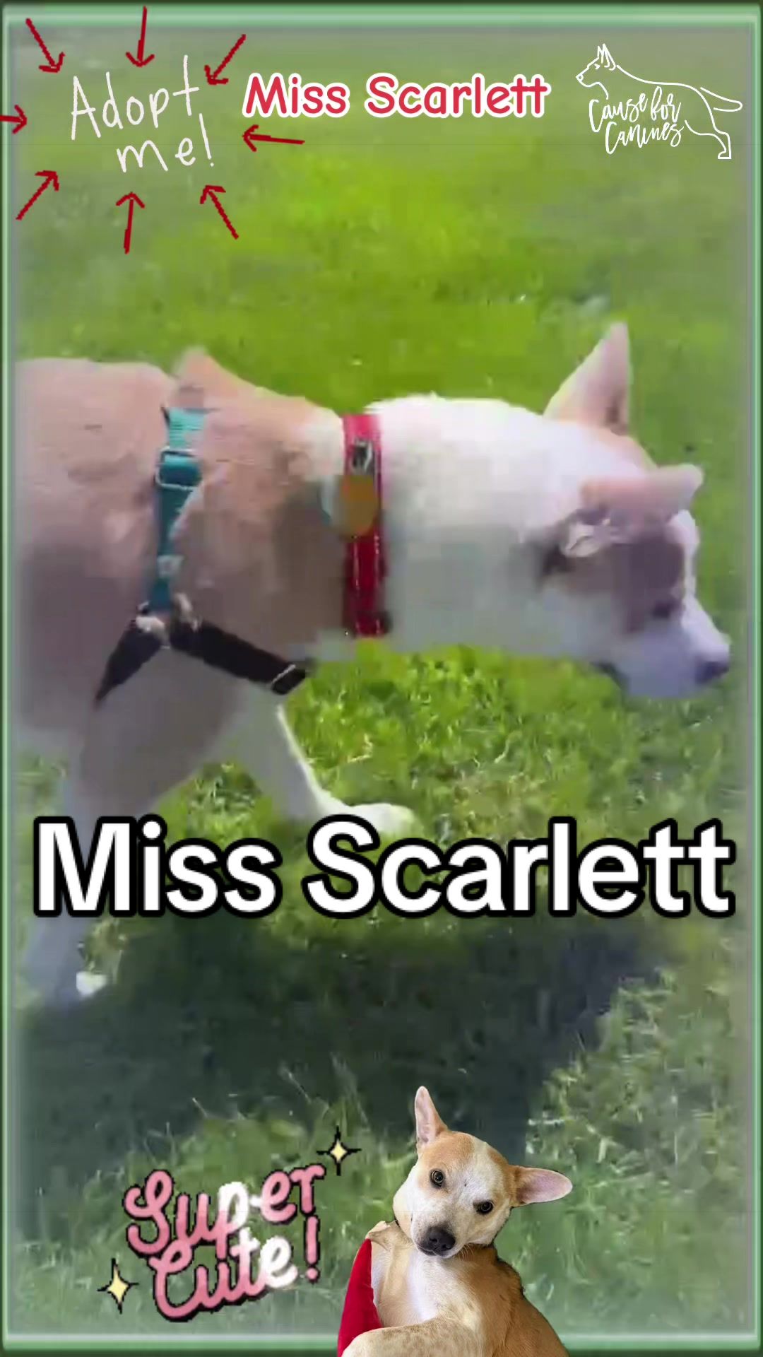 @causeforcaninesrescue
