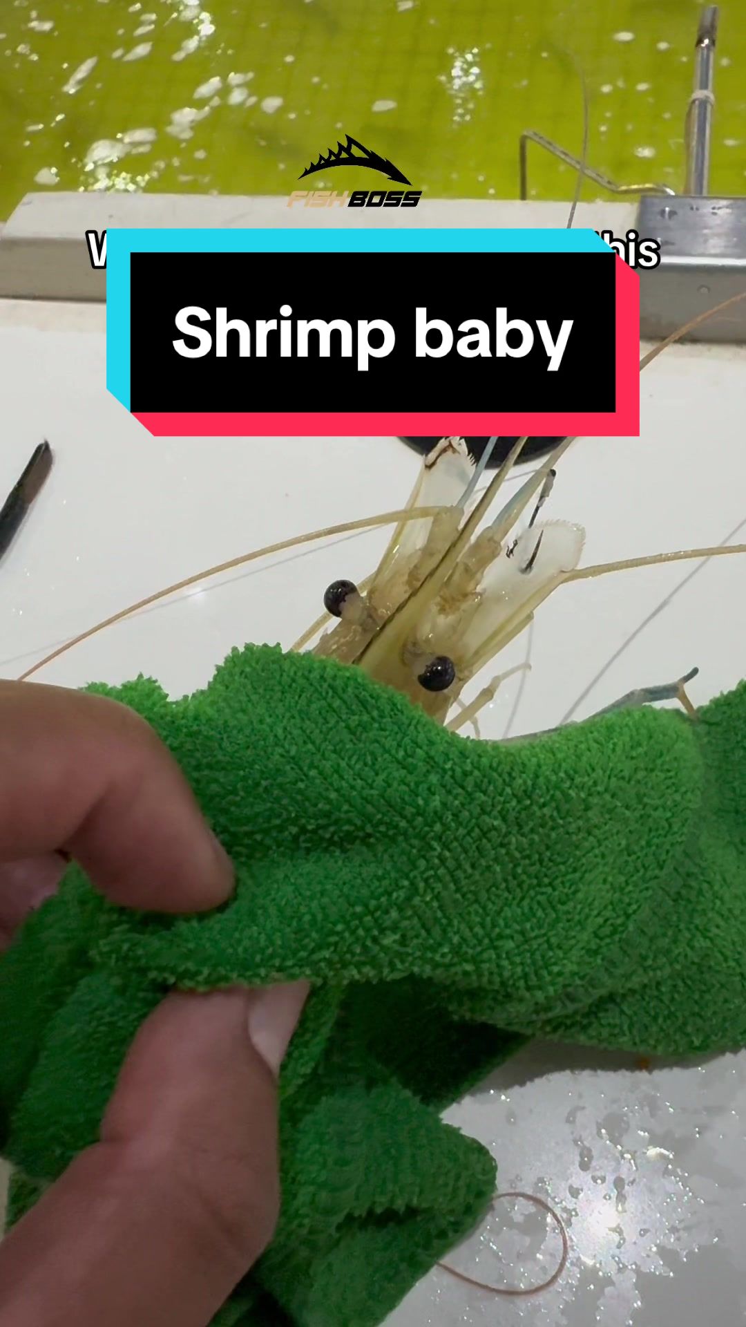 @Fish Boss 🎣Fishing Videos🇵🇭