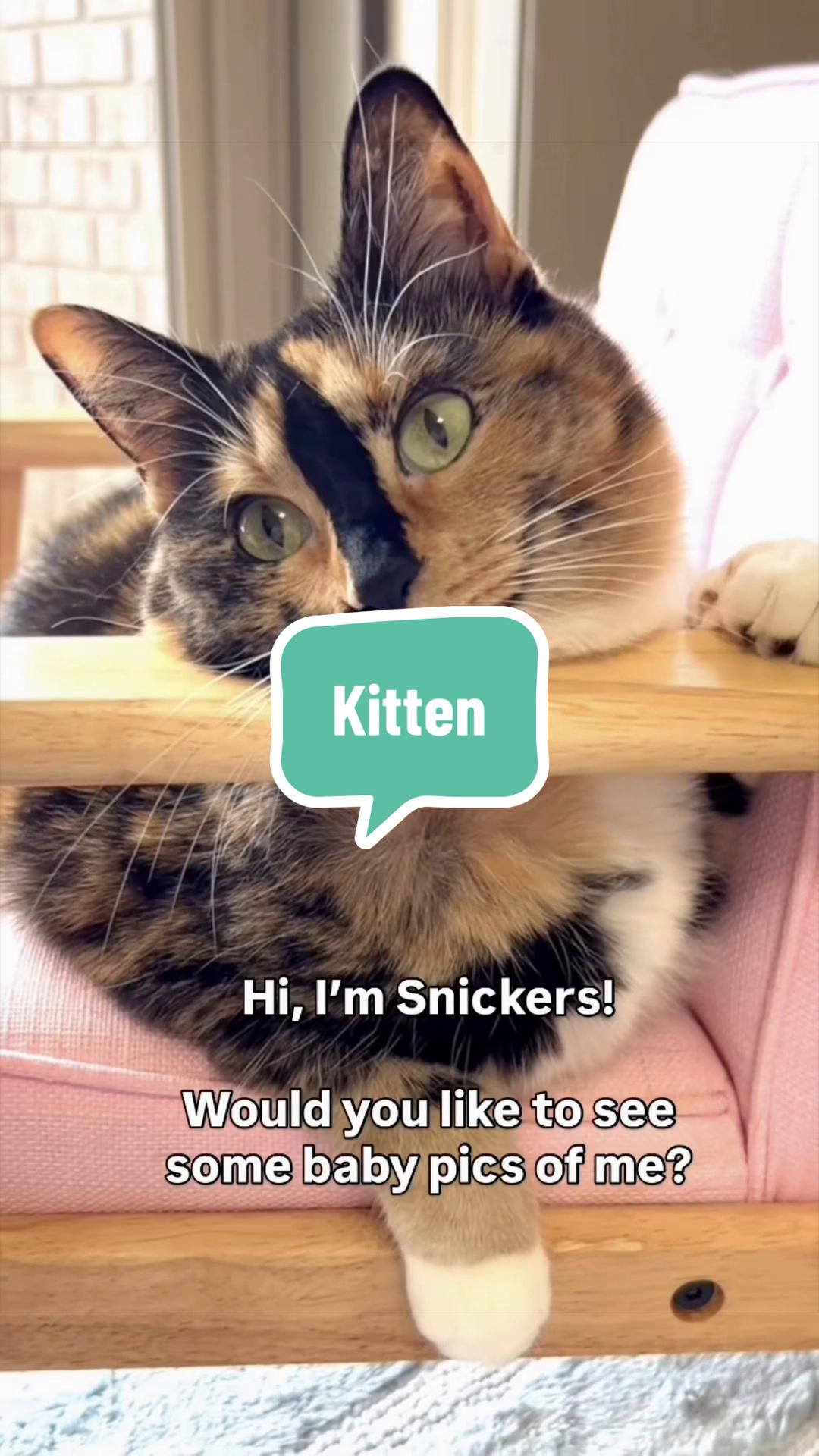 @SnickersTheSmilingCat