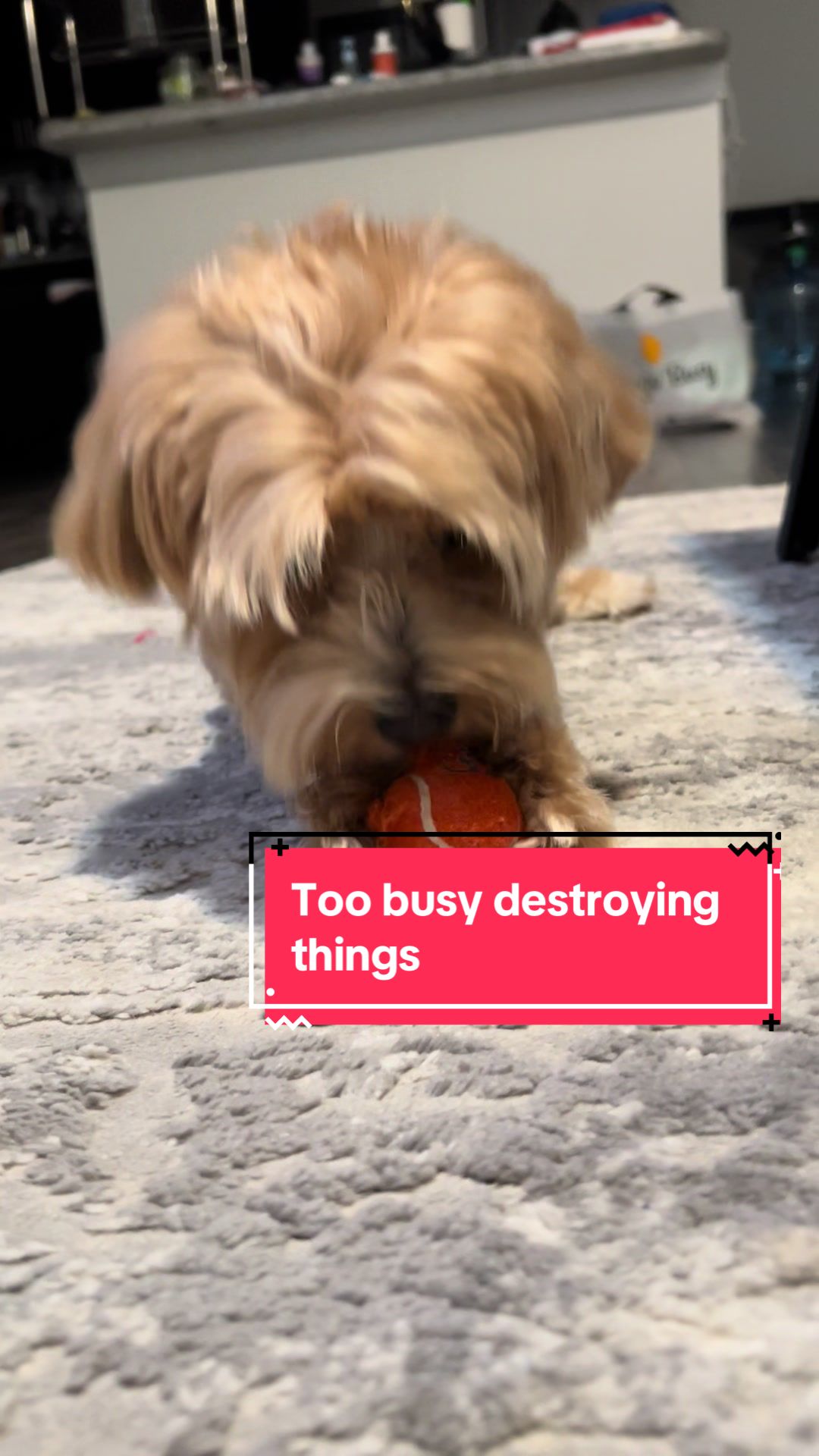 @Louis the Maltipoo