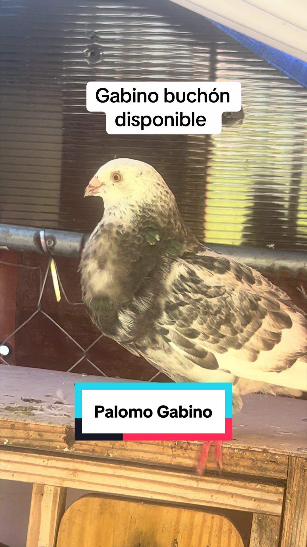 @Palomar Guines