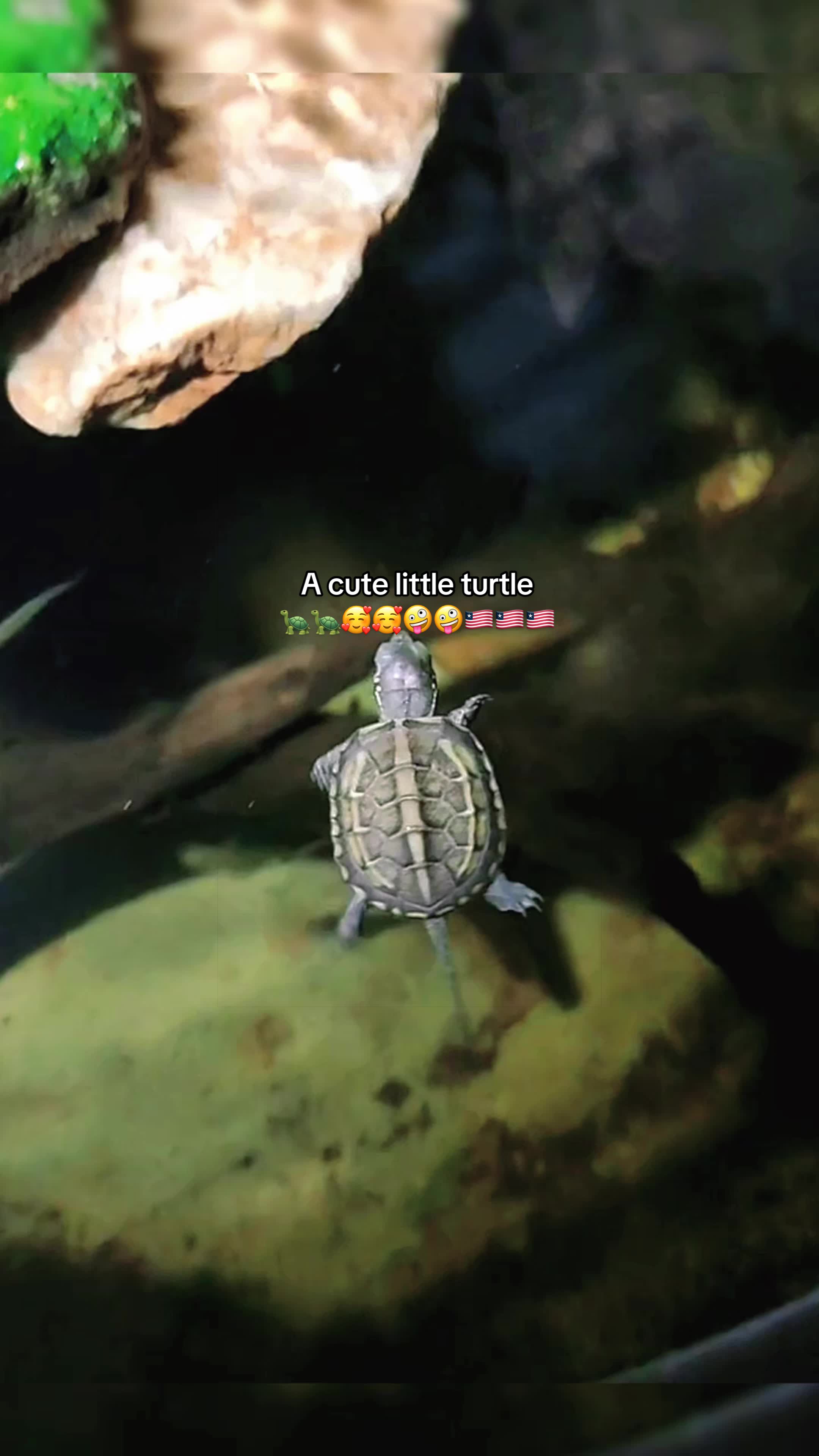@Mr. Turtle