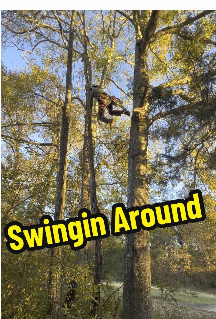 @The Tree Assassins