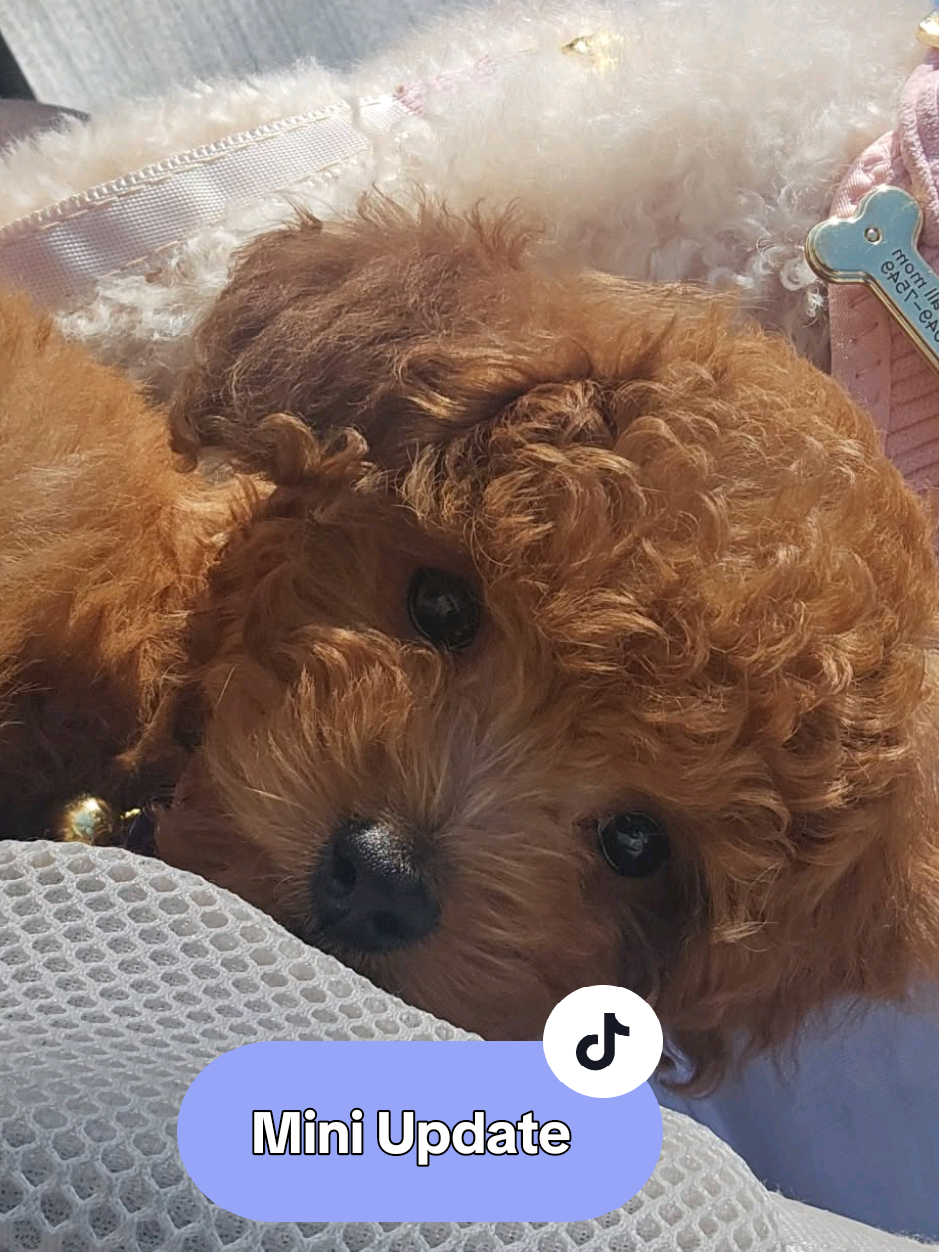 @Summer Rose The Poodle