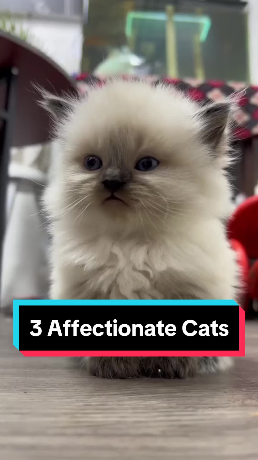 @ANIMAL LORE